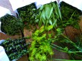 herbs
